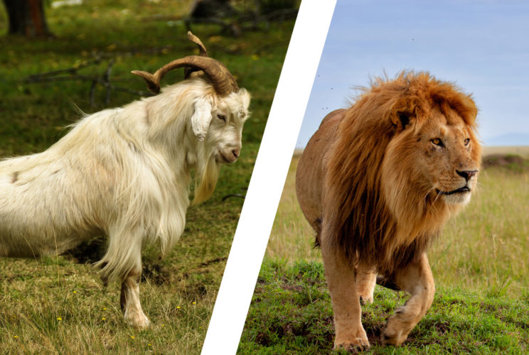 Emprender: ¿Eres oveja o león?